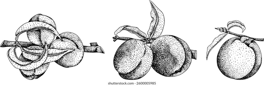 Peach engraving vector. Apricot illustrations in hand drawn doodle style. Whole peaches, sliced peaches, slices, fruit on a branch, leaves.	
