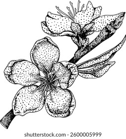 Peach engraving vector. Apricot illustrations in hand drawn doodle style. Whole peaches, sliced peaches, slices, fruit on a branch, leaves.	