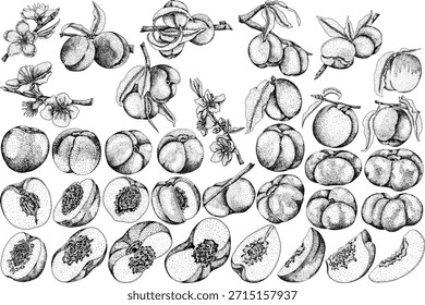 Vector de grabado de melocotón. Ilustraciones de albaricoque en estilo doodle dibujado a mano. Melocotones enteros, rebanadas de melocotones, rodajas, fruta en una rama, hojas.	