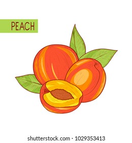 Peach. Fetus. Leaves. Sketch. Color illustration on white background.