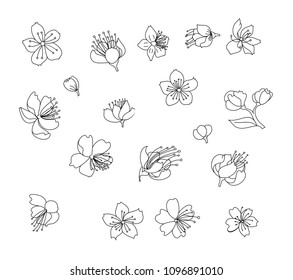 Peach flower and cherry blossom set.Sakura vector set.isolate and golden flower.