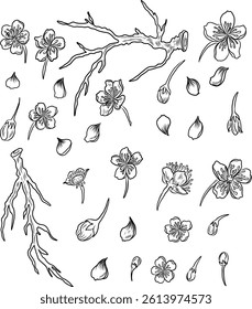 Peach flower and cherry blossom set.Sakura vector set.isolate and golden flower.Free hand Sakura flower vector set, Elements for printing on paper or curtain,Fabric pattern and shirt.