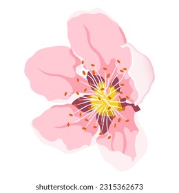 Peach flower flat vector. Spring blossom.
