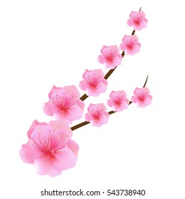 Peach flower is symbol of Vietnamese Lunar New Year - Tet holidays in north of Vietnam