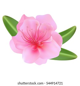 Peach flower is symbol of Vietnamese Lunar New Year - Tet holidays in north of Vietnam