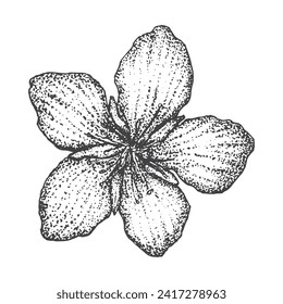 Peach flower Vector illustration, sketch in dotwork style, isolated on white background, graphic, tattoo style, vintage