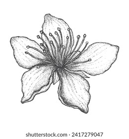 Peach flower Vector illustration, sketch in dotwork style, isolated on white background, graphic, tattoo style, vintage