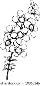 Peach Flowered Tea Botanical Illustration in Hand Drawn Illustration