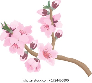 
Peach flowers are pink flowers that bloom in spring.