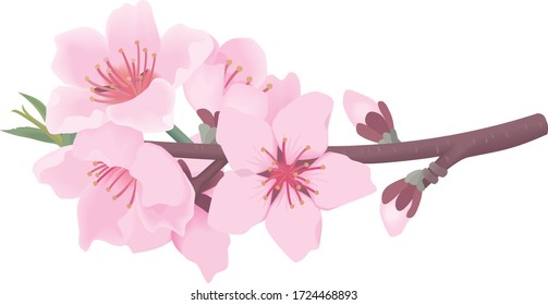 
Peach flowers are pink flowers that bloom in spring.