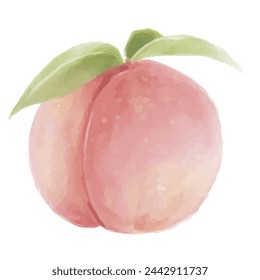 Peach fresh fruit with leaves vector on white background 