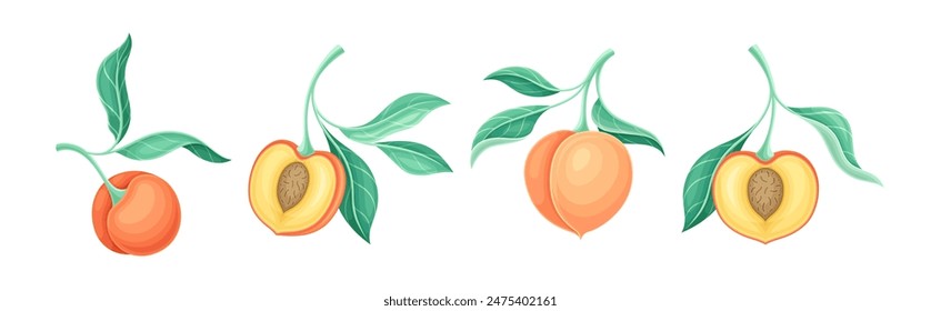 Peach Fruit Branch with Stem and Green Leaf Vector Set