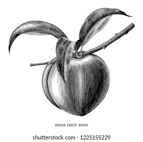 Peach fruit branch vintage engraving illustration isolated on white background