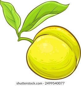 Peach Fruit Colored Detailed Illustration.