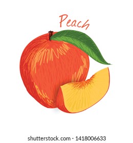 Peach, fruit doodle drawings vector illustration.