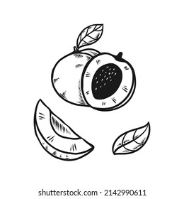 peach fruit doodle set hand drawn illustration