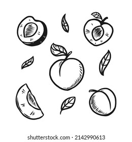Peach Fruit Doodle Set Hand Drawn Illustration
