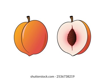 Peach fruit icon, Peach fruit whole and half, Peach on white background, Vector illustration