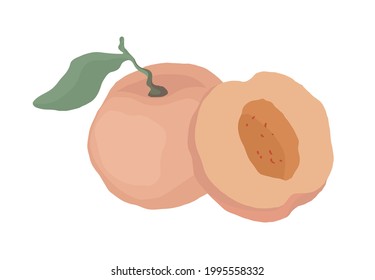 Peach. Fruit illustration for farm market menu,  recipe, summer menu, invitations, posters, stickers and seasonal design. Healthy food design.