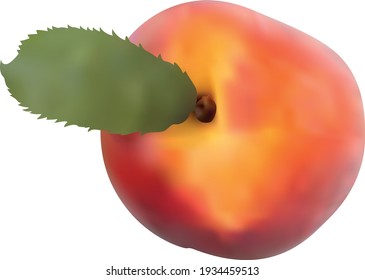 Frutos de la galleta aislados de fondo blanco. Icono de cada mensaje. 3d gradiente. Vector