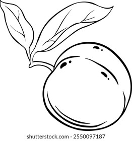 Peach Fruit Isolated Outline Illustration.