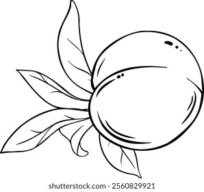 Peach Fruit Isolated Outline Illustration.