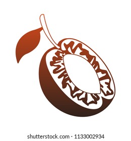 Peach fruit isolated red lines