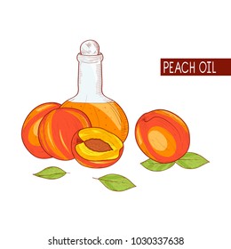 Peach. Fruit, leaf, oil. Sketch. On a white background.