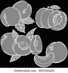 Peach fruit linear illustration, vector