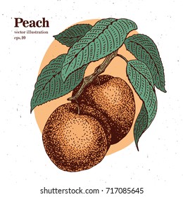 Peach fruit on branch retro design template. Botanical fruit. Engraved peach. Vector illustration