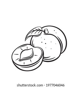 Peach fruit outline vector icon, drawing monochrome illustration. Healthy nutrition, organic food, vegetarian product.