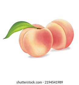 Peach fruit painting on a white background