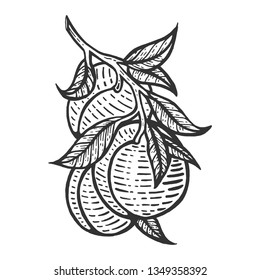 Peach fruit plant tree branch sketch engraving vector illustration. Scratch board style imitation. Hand drawn image.