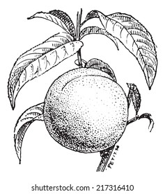 Peach fruit or Prunus persica, vintage engraved illustration. Dictionary of words and things - Larive and Fleury - 1895.