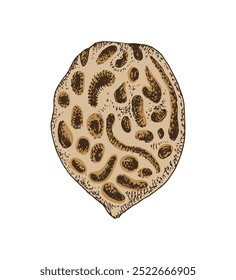 Ilustración vectorial de semilla de melocotón