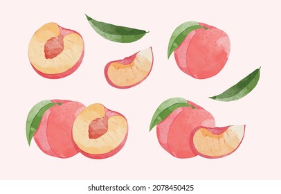 Peach Fruit Set. Botanical Illustration Of  Peach. Half Peach And  Leafs.