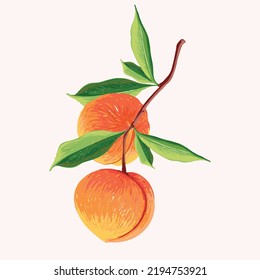 Peach Fruit set. Botanical illustration of Peach. Half peach and leafs.