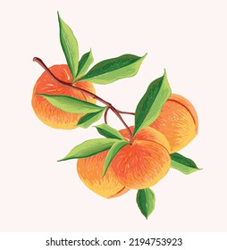 Peach Fruit set. Botanical illustration of Peach. Half peach and leafs.