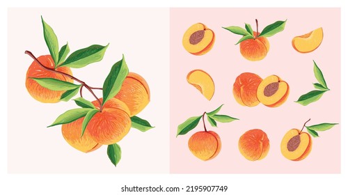 Peach Fruit set. Botanical illustration of Peach. Half peach and leafs.