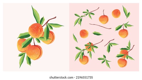 Peach Fruit set. Botanical illustration of Peach. Half peach and leafs.