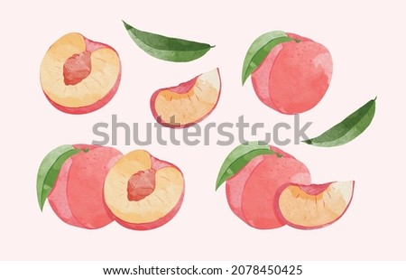 Peach Fruit set. Botanical illustration of  Peach. Half peach and  leafs.