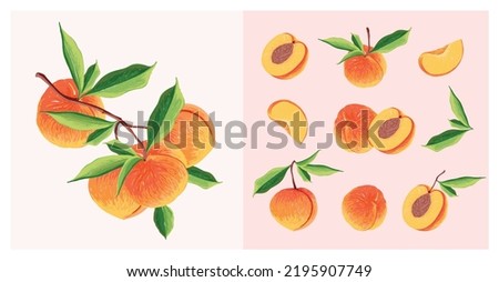 Peach Fruit set. Botanical illustration of Peach. Half peach and leafs.