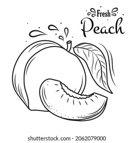 Peach fruit sketch, hand drawn vector illustration. Peach fruit hand drawing. For brochures, banner, restaurant and market menus