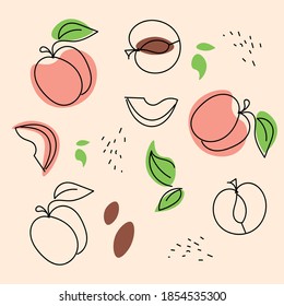 Peach. Fruit. Vector color illustration. Appetizing fruit pattern.