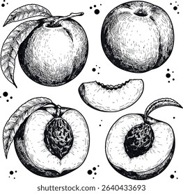 Peach fruit vector drawing set. Hand drawn collection of peaches, whole and sliced. Engraved style illustration for juice, jam, cosmetic.