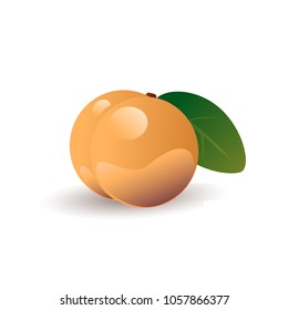 Peach fruit vector illustration