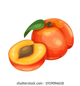 Peach fruit vector illustration for farm market menu. Healthy nutrition, organic food, vegetarian product.