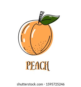 peach fruit vector sketching. bright peach pattern. lettering the word "peach"