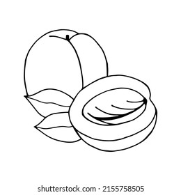 Peach fruit. Vector stock illustration eps10. Outline, isolate on white background. Hand drawn.