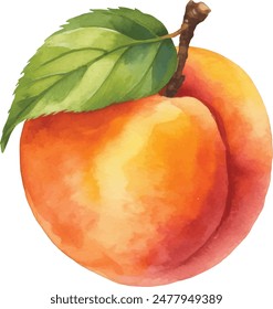 Peach fruit watercolor isolated on white background